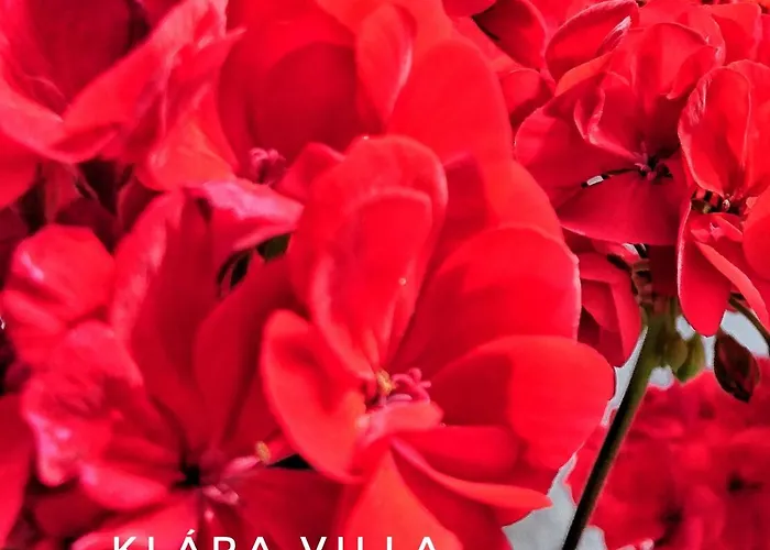 Klara Hévíz